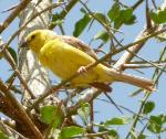 Moineau doré / Sudan Golden Sparrow