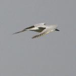 Sterne hansel / Gull-billed Tern