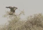 Rueppell's Griffon Vulture