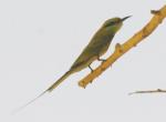 Guêpier d'orient / Little Green Bee-eater