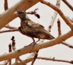 Moinelette à oreillons bla/Chestnut-b Sparrow Lark