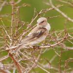 Moineau gris / Northern Grey-headed Sparrow
