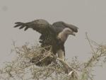 Vautour de Rueppell / Rueppell's Griffon Vulture