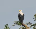 Pygargue vocifère / African Fish Eagle