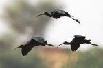 Ibis falcinelle / Glossy Ibis