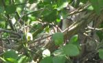 Northern White-faced (Scops) Owl