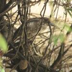 Bihoreau gris / Black-crowned Night Heron