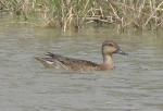 Sarcelle d'hiver / Common Teal
