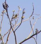 Coliou huppé / Blue-naped Mousebird