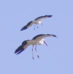 Cigogne blanche / White Stork