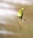 Petite guêpier vert / Little Green Bee-eater