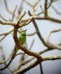Petite guêpier vert / Little Green Bee-eater