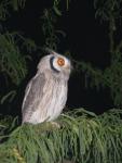 Petit duc à face blanche/North White-f (Scops) Owl
