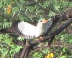 Martin-chasseur du Sénégal / Woodland Kingfisher
