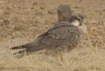 Faucon lanier sub-adulte / Lanner Falcon sub-adult