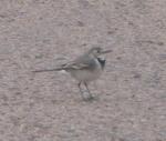 Bergeronnette grise / White Wagtail
