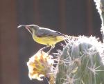 Souimanga a longue queue / Beautiful Sunbird