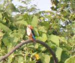 Martin-chasseur à tête griseGrey-headed Kingfisher