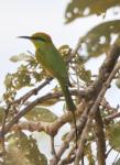 Petie guêpier vert / Little Green Bee-eater