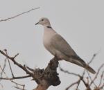 Tourterelle rieuse / African Collared Dove