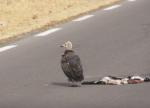 Vautour charognard adulte / Hooded Vulture adult