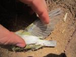 Pouillot siffleur / Wood Warbler