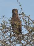 Circaète brun / Brown Snake Eagle 