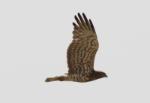 Circaète Jean-le-Blanc / Short-toed Snake Eagle