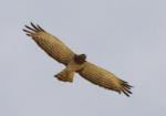 Circaète de Beaudouin / Beaudouin's Snake Eagle