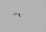 Balbuzard pêcheur/ Osprey
