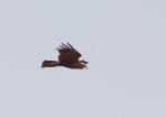 Busard des roseaux / Western Marsh Harrier