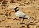 Moinelette à front blanc / Black-crow Sparrow Lark
