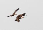 Dendrocygne fauve / Fulvous Whistling Duck