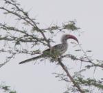 Calao à bec rouge mâ/ Northern Red-billed Hornbill