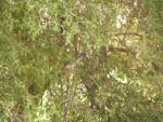 Calao à bec noir femelle / African Grey Hornbill