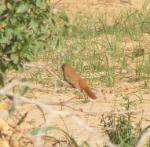 Agrobate roux sous-esp minor / Rufous Scrub Robin