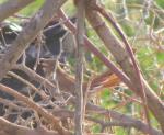Agrobate roux sous-esp minor / Rufous Scrub Robin