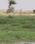 Courlis cendré / Eurasian Curlew