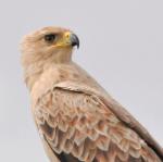 Aigle ravisseur / Tawny Eagle