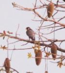 Faucon de Barbarie / Barbary Falcon