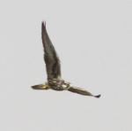Faucon lanier juvénile / Lanner Falcon