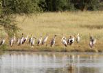 Tantale ibis / Yellow-billed Stork