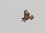 Aigle fascié juvénile / African Hawk Eagle juvenil