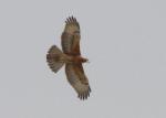 Aigle fascié juvénile / African Hawk Eagle juvenil