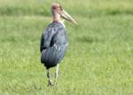 Marabout d'Afrique / Marabou Stork
