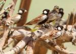 Moinelette à oreillons blancs / Chestnut-backed Sparrow Lark