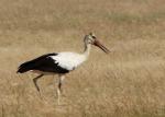 Cigogne blanche / White Stork