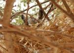 Petit-duc à face blanche / Northern White-faced (Scops) Owl