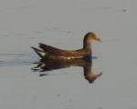 Gallinule poule d'eau / Common Moorhen
