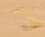 Fauvette du désert / African Desert Warbler